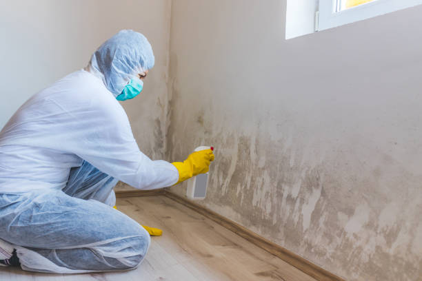 Black mold inspection in Towson