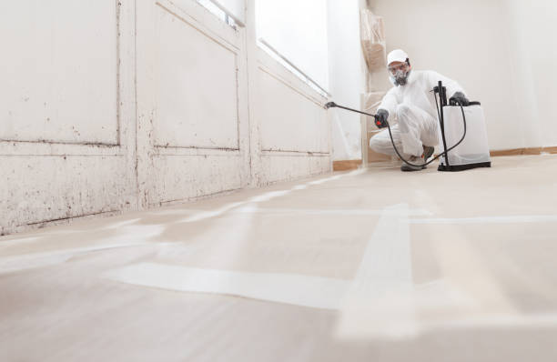 Black mold remediation team in Towson